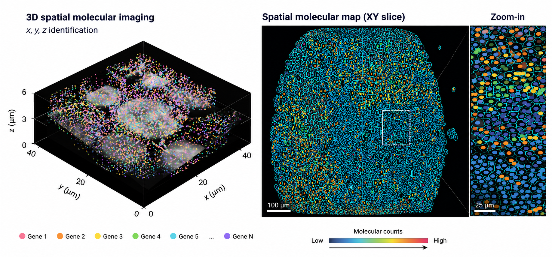 Illustration of spatial AI for molecular and biological systems